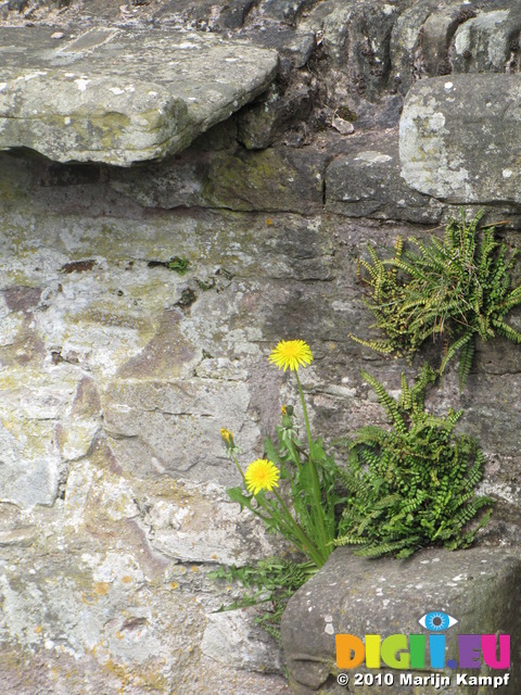 SX13850 Dandelions on wall of Bronllys Castle